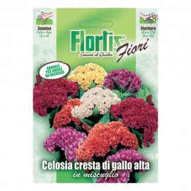 CELOSIA CRESTA DI GALLO MIX