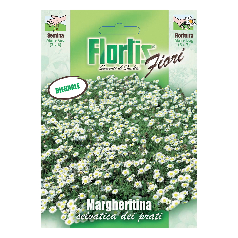 MARGHERITINA SELVATICA D.PRATI