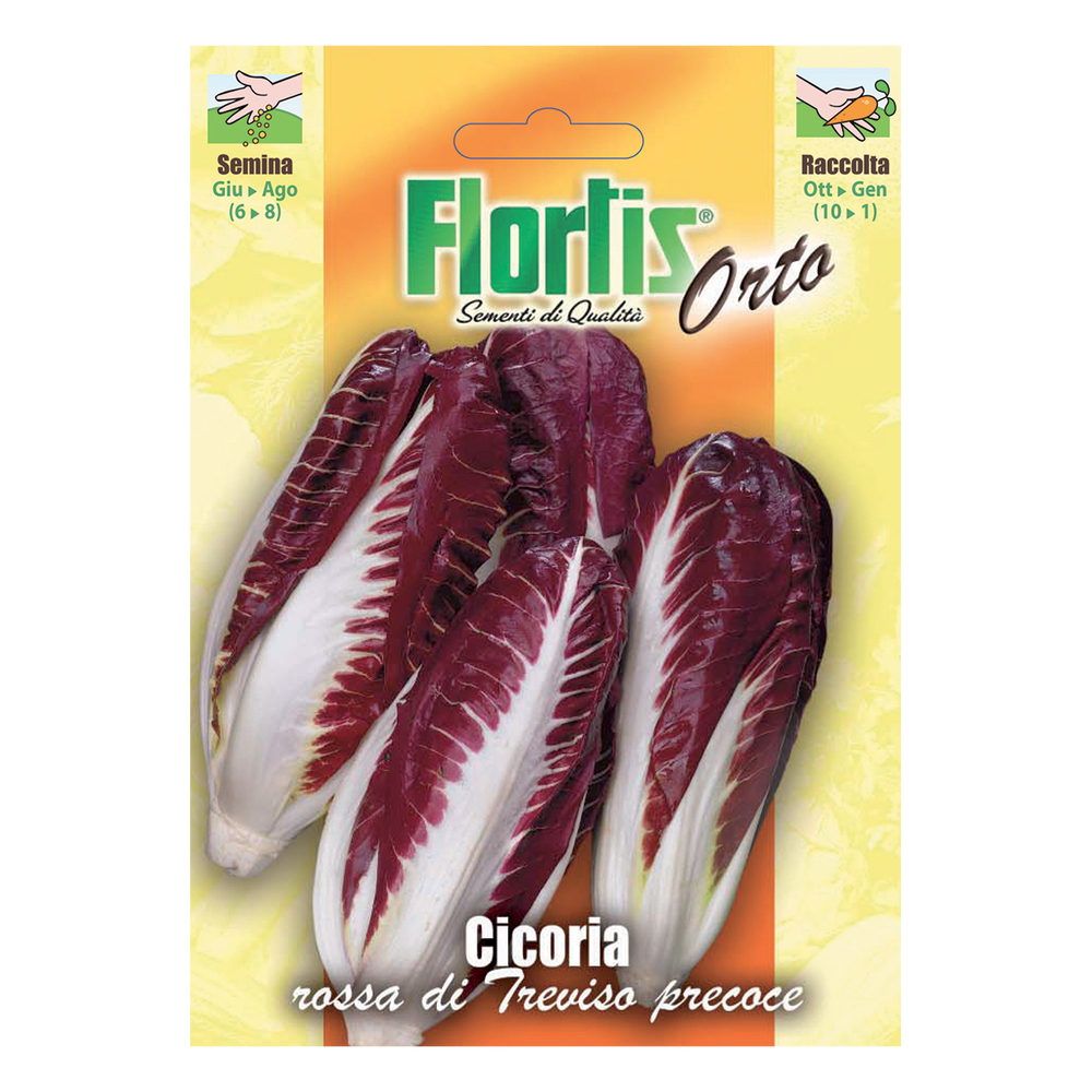 CICORIA ROSSA DI TREVISO