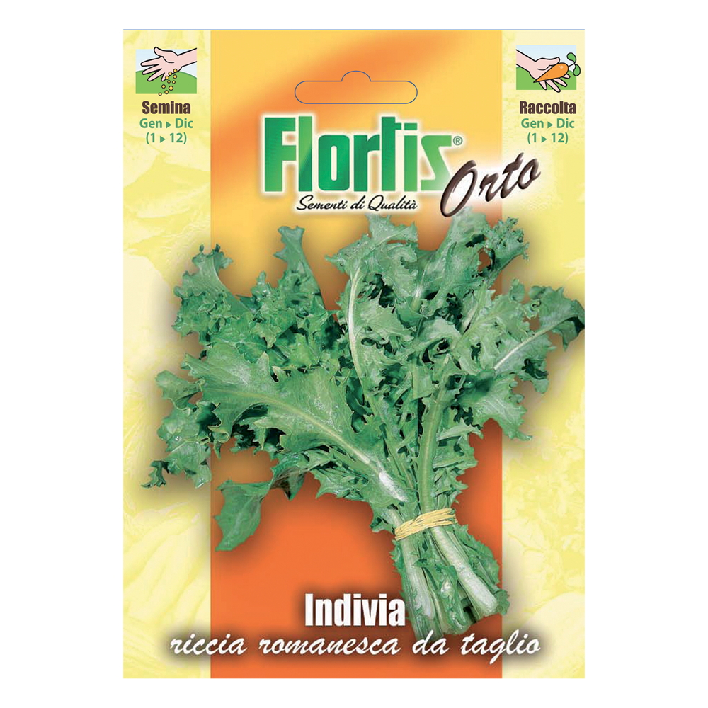 INDIVIA RICCIA ROMANESCA