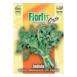 INDIVIA RICCIA ROMANESCA