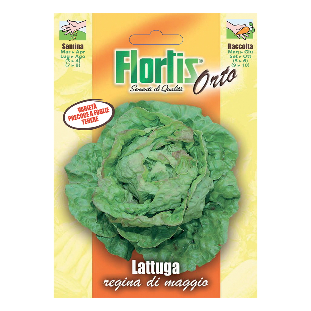 LATTUGA REGINA DI MAGGIO
