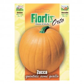 ZUCCA QUINTALE