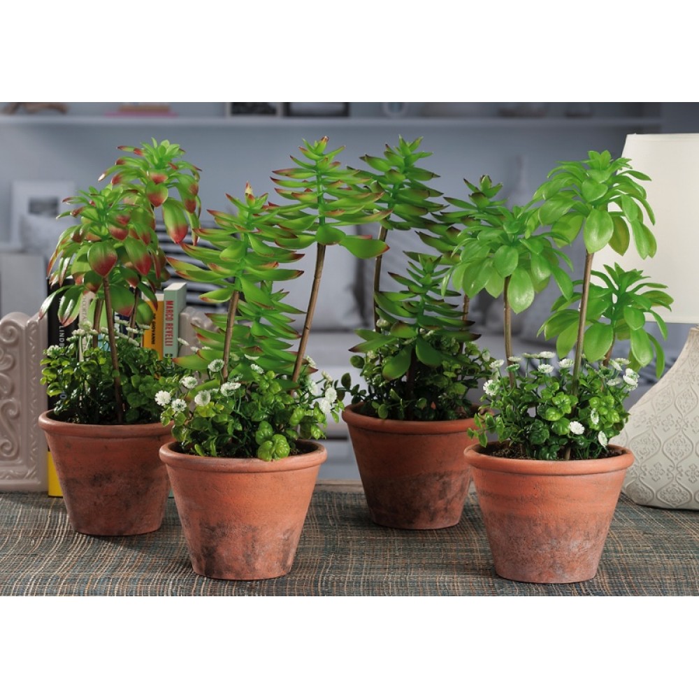 VASO+PIANTINE GRAS A4MOD DIAM21XH22 VASO+PIANTINE GRAS A4MOD DIAM21XH22