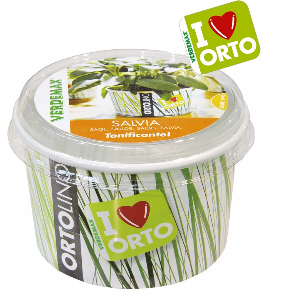 ORTOLINO SALVIA