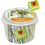 ORTOLINO SALVIA