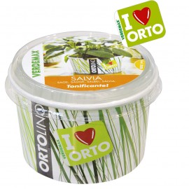 ORTOLINO SALVIA